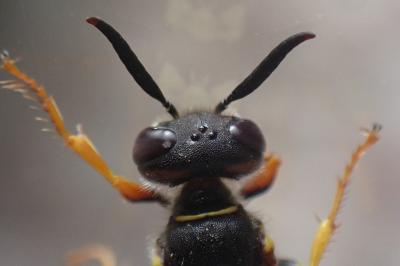 <i>Philanthus triangulum</i>
