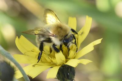 <i>Bombus</i>