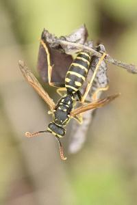 <i>Polistes dominula</i>