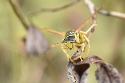 <i>Polistes dominula</i>