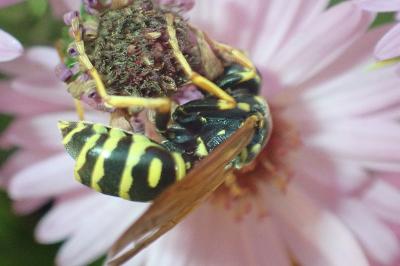 <i>Polistes dominula</i>