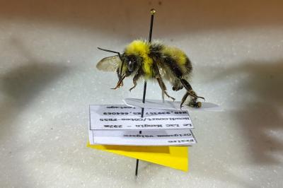 <i>Bombus lucorum</i>