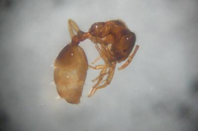 <i>Solenopsis</i>
