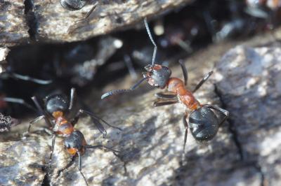 <i>Formica clara</i>