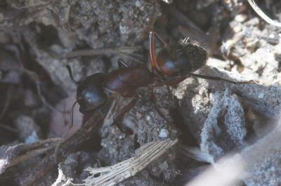 <i>Camponotus ligniperda</i>