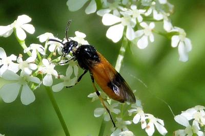 <i>Arge cyanocrocea</i>