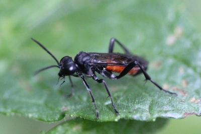 <i>Macrophya annulata</i>