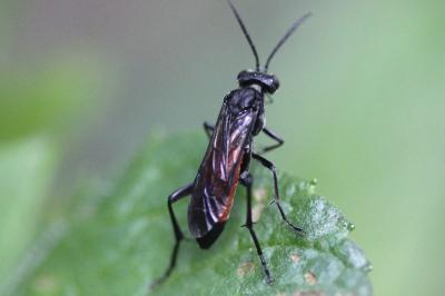 <i>Macrophya annulata</i>