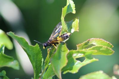 <i>Macrophya montana</i>