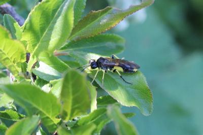 <i>Macrophya montana</i>