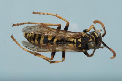 Polistes dominula