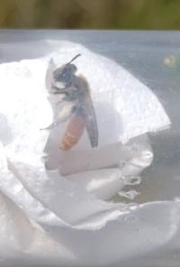 <i>Andrena marginata</i>