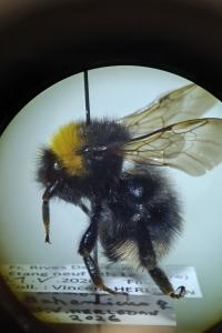 <i>Bombus sylvestris</i>