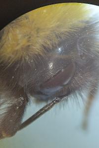 <i>Bombus sylvestris</i>