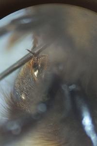 <i>Bombus sylvestris</i>