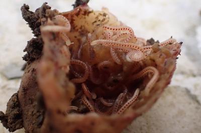 Blaniulus guttulatus