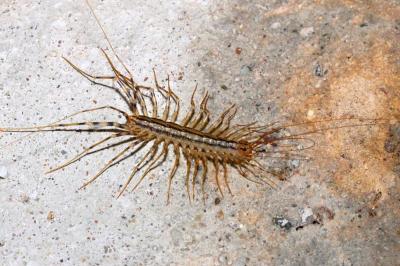 Scutigera coleoptrata