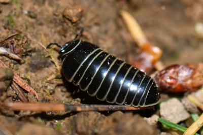 <i>Glomeris marginata</i>