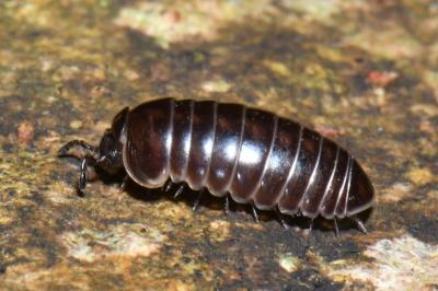 <i>Glomeris marginata</i>