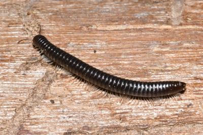 <i>Tachypodoiulus niger</i>