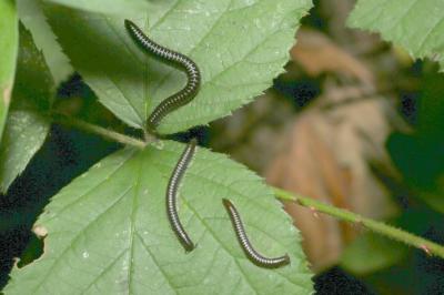 <i>Tachypodoiulus niger</i>