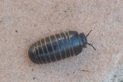 <i>Glomeris marginata</i>