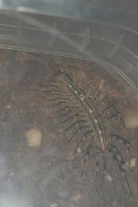 <i>Scutigera coleoptrata</i>