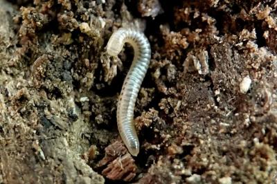 <i>Blaniulus guttulatus</i>