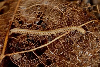 <i>Blaniulus guttulatus</i>