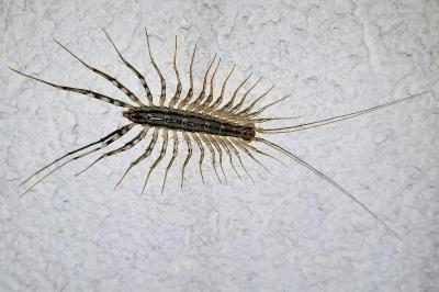 <i>Scutigera coleoptrata</i>