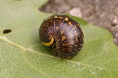 <i>Glomeris klugii</i>
