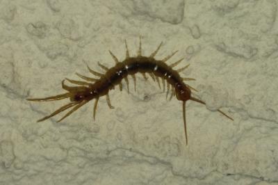 <i>Lithobius</i>