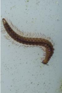 <i>Oxidus gracilis</i>