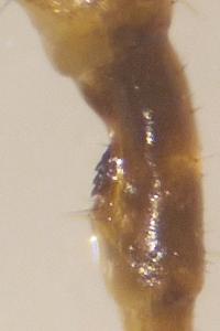 <i>Cryptops</i>