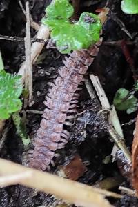 <i>Polydesmus</i>