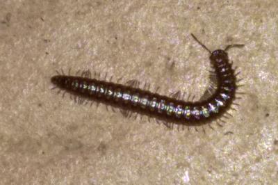 <i>Craspedosoma raulinsii</i>