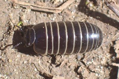 <i>Glomeris marginata</i>