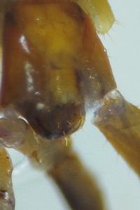 <i>Lithobius melanops</i>