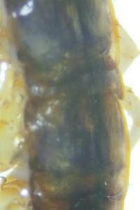 <i>Lithobius melanops</i>