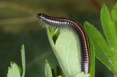 <i>Ommatoiulus sabulosus</i>