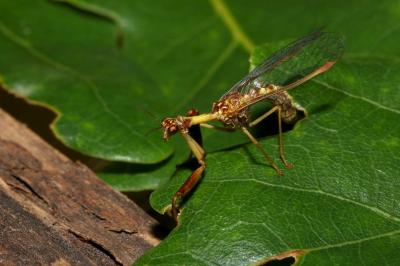 Mantispa styriaca