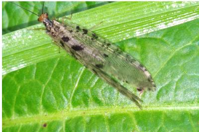 Osmylus fulvicephalus