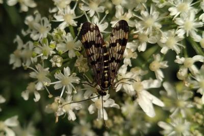 Panorpa vulgaris