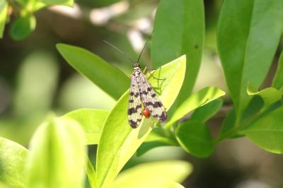 Panorpa vulgaris