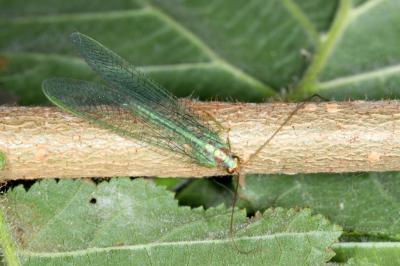 Nineta pallida
