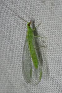 <i>Chrysoperla carnea</i>