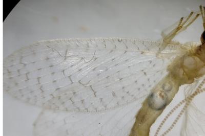 <i>Hemerobius micans</i>