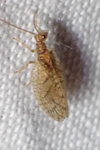 <i>Micromus angulatus</i>