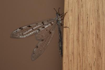 <i>Distoleon tetragrammicus</i>