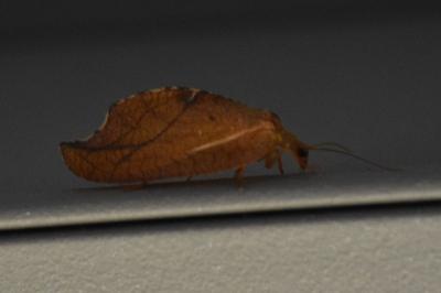 <i>Drepanepteryx phalaenoides</i>